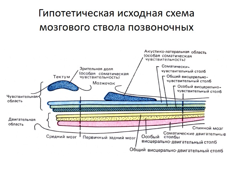 Гипотетическая исходная схема мозгового ствола позвоночных